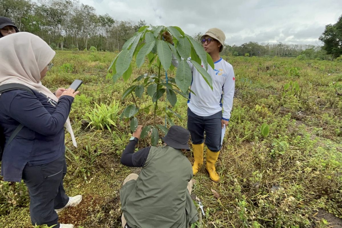 Indonesia, Norway assess forest rehab under FOLU 2030