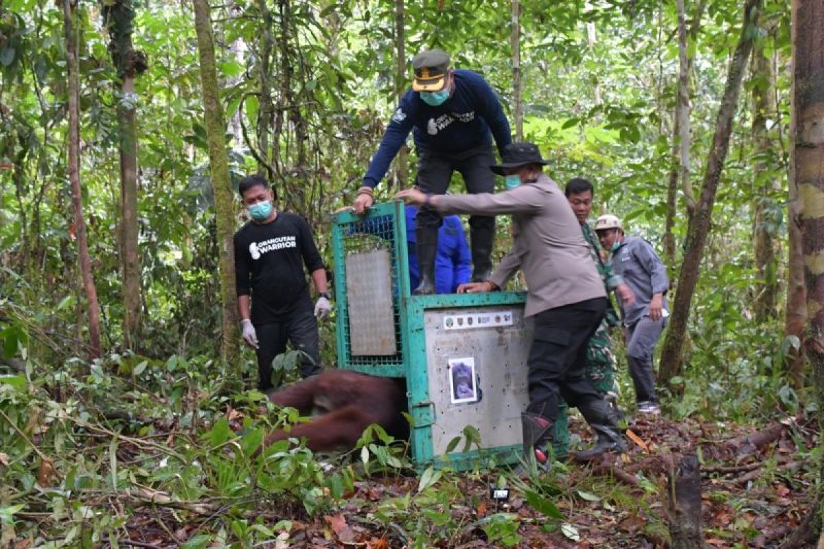 BOS-BKSDA kembalikan lima orangutan ke hutan Kalimantan
