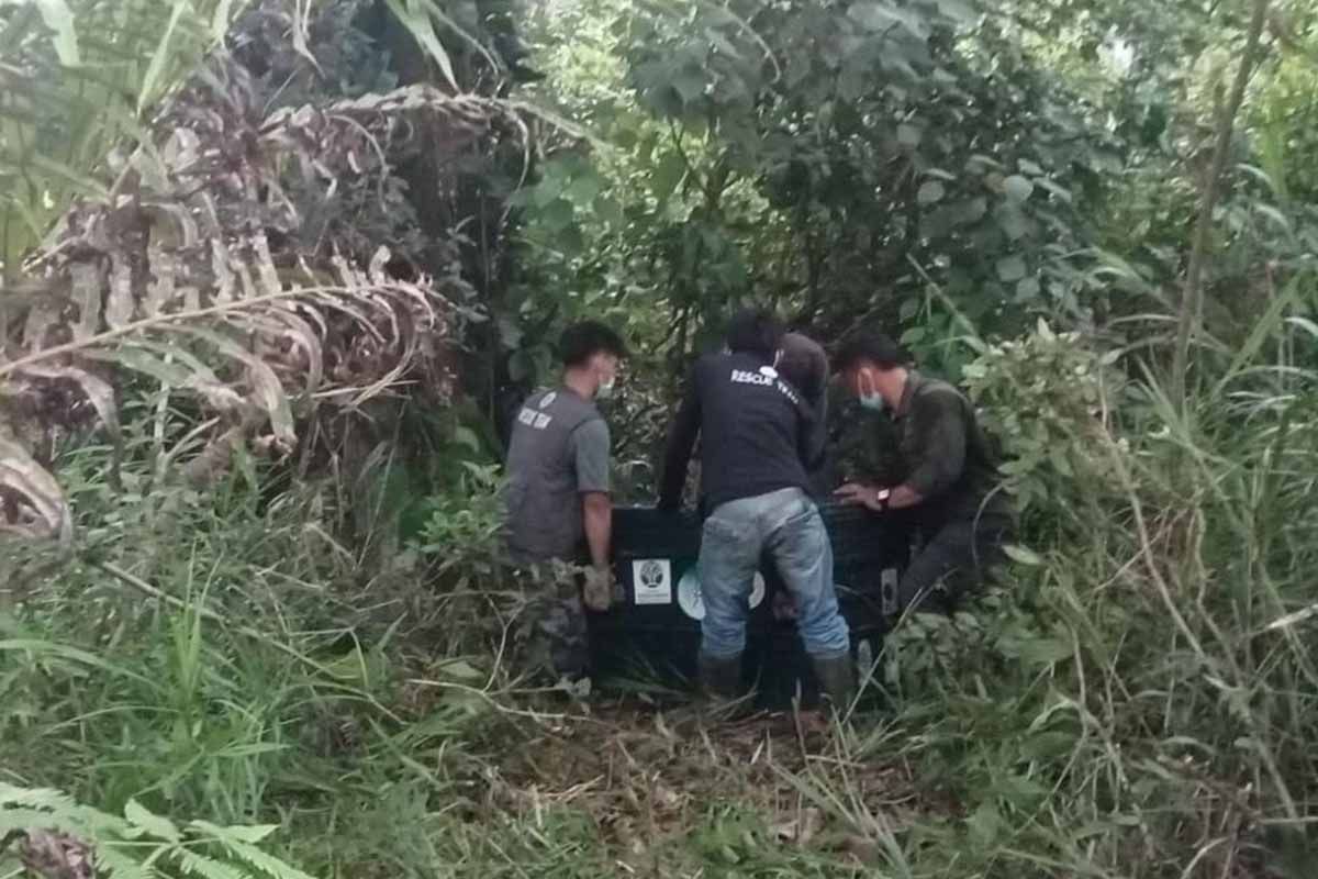 BKSDA Aceh translokasi orang utan terisolir di kebun warga