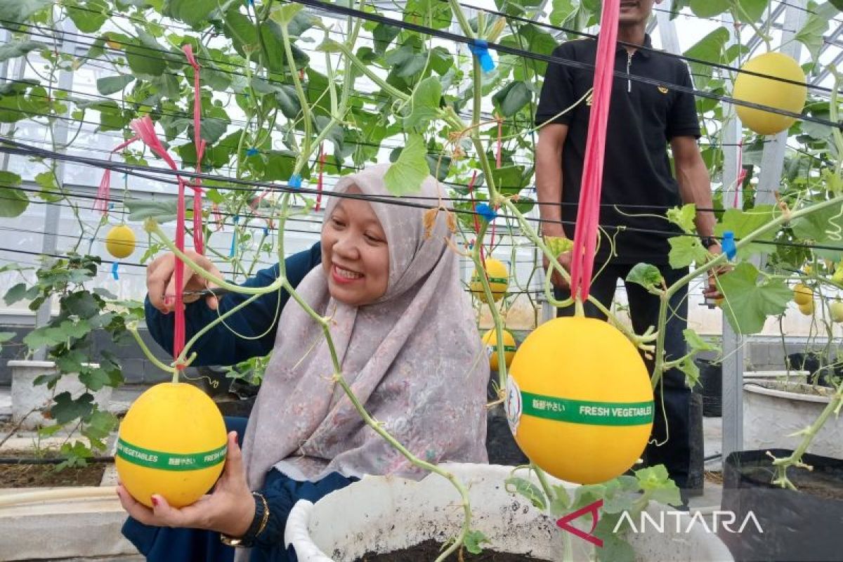 Amanah Aceh libatkan warga untuk pengembangan melon golden alisha