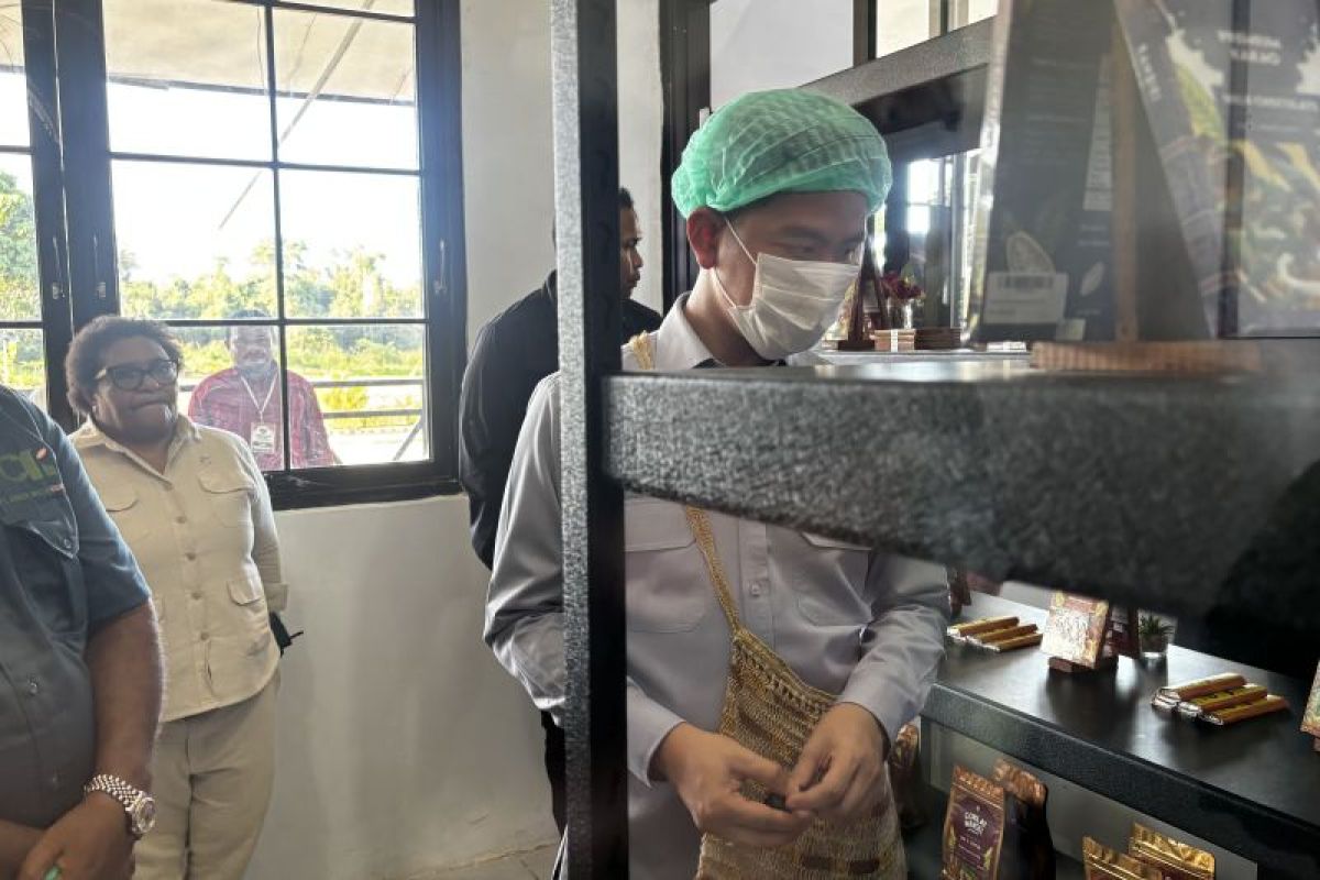 Wapres kunjungi sentra produksi kakao di Manokwari Selatan