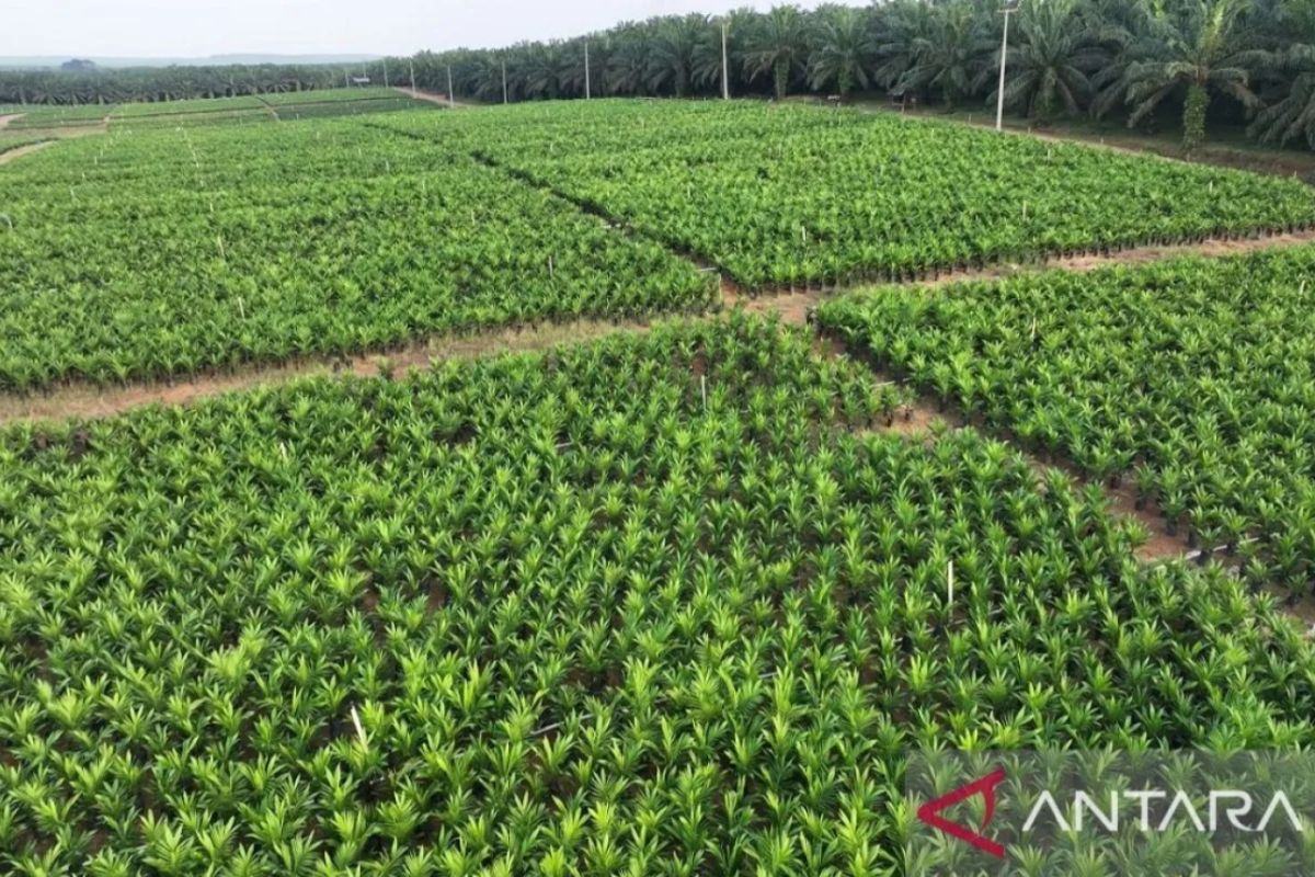 PTPN IV Riau targetkan peremajaan sawit 2026 capai 4.500 hektare