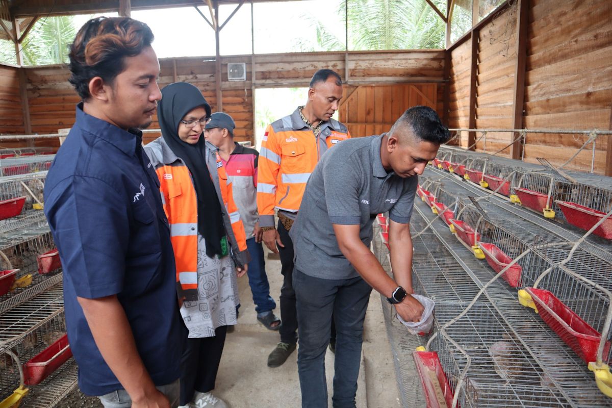 SIG olah sampah kelapa jadi pakan ternak untuk sejahterakan warga Aceh