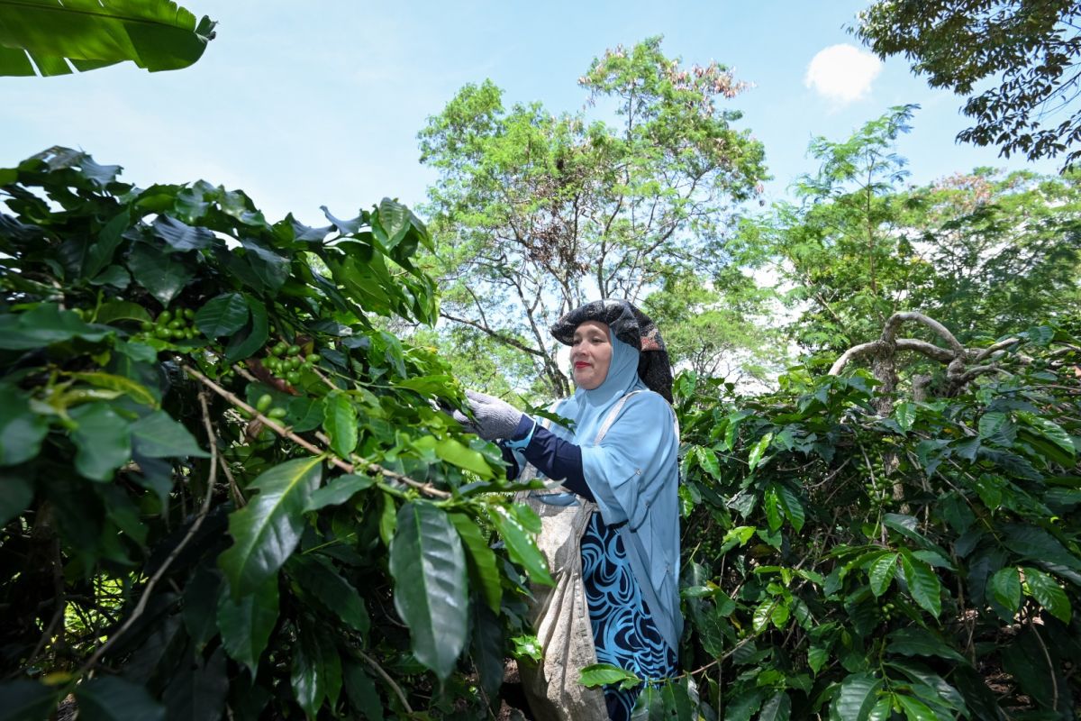 Rainforest Alliance gaungkan transisi menuju pertanian regeneratif