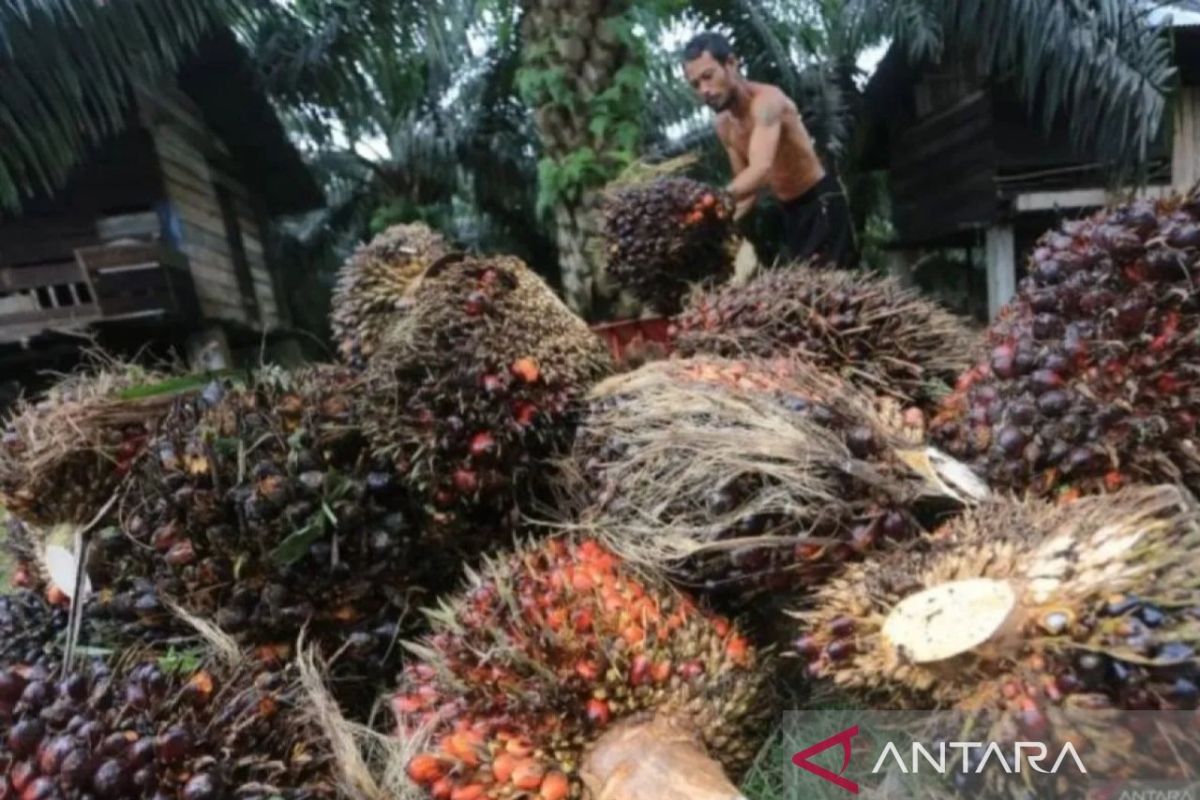 Harga TBS sawit petani di Riau naik jadi Rp3.707,61 per kg
