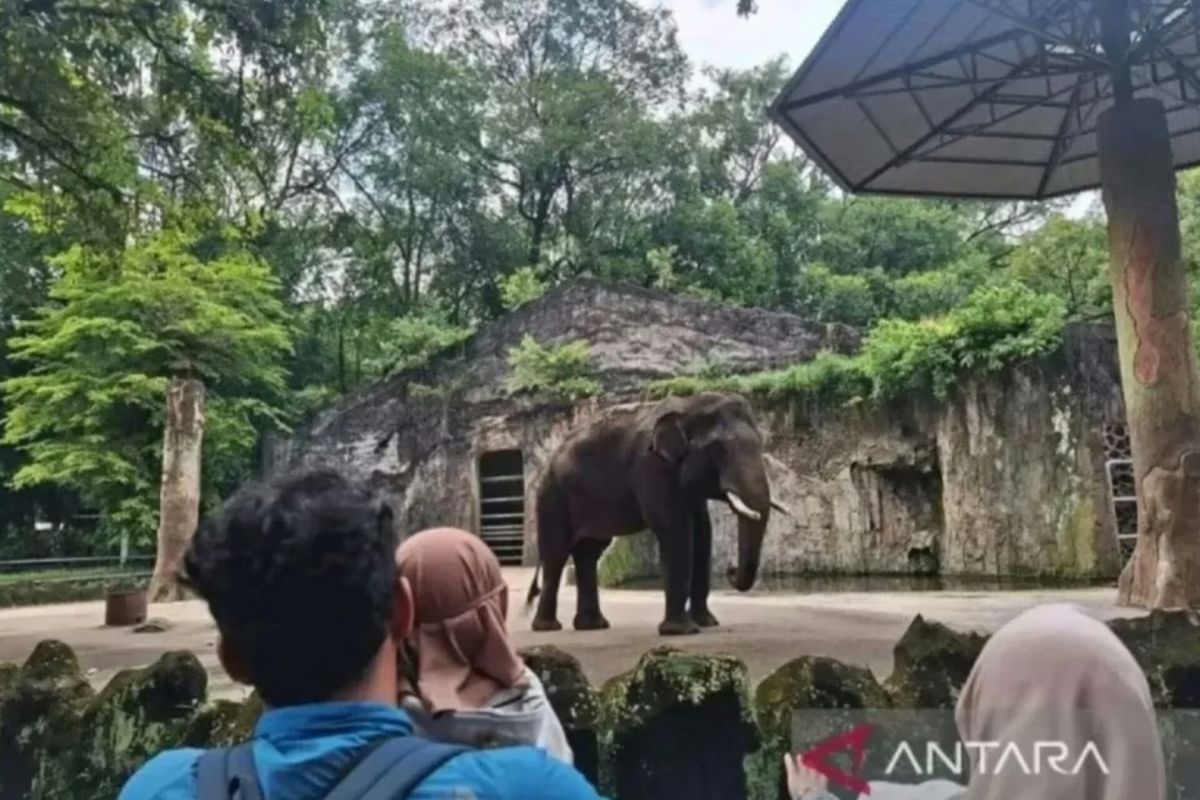 17.917 wisatawan kunjungi Ragunan pada HUT ke-499 Jakarta