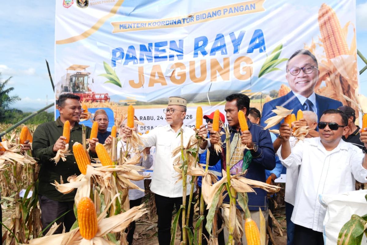 Menko Pangan: Panen jagung Gorontalo 210 ton dukung swasembada pangan