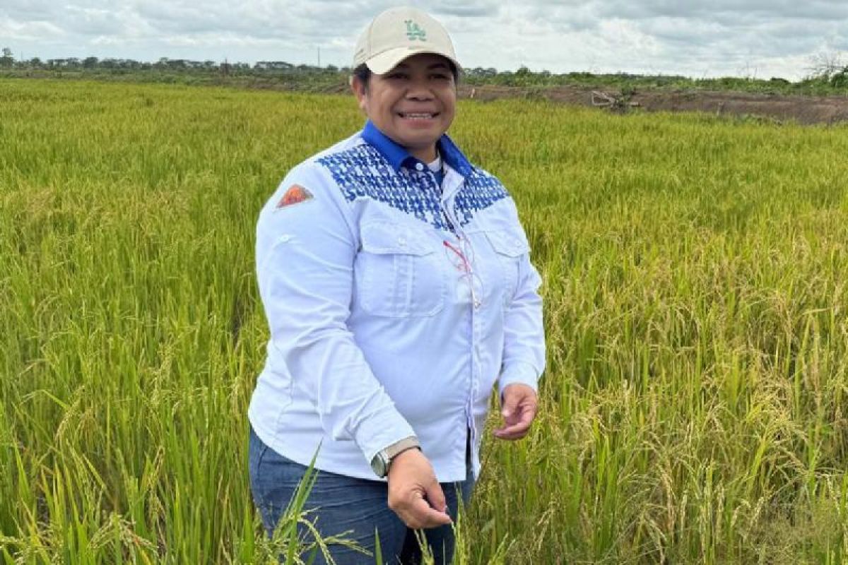 Dinas TPHP Merauke dampingi petani OAP garap sawah