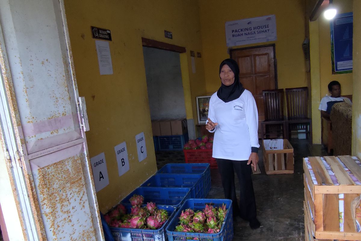 Petani Banyuwangi olah buah naga afkir jadi produk bernilai tambah