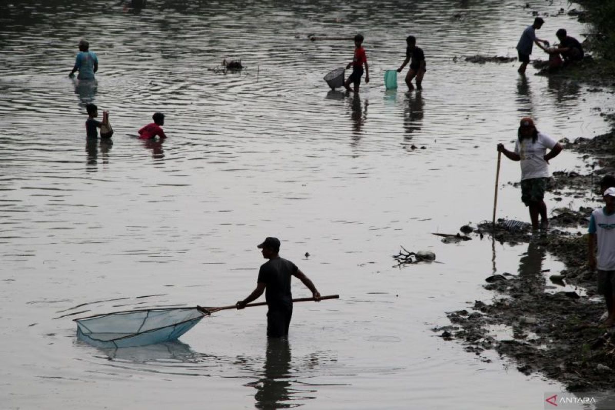 Fenomena ikan mengapung di Jombang
