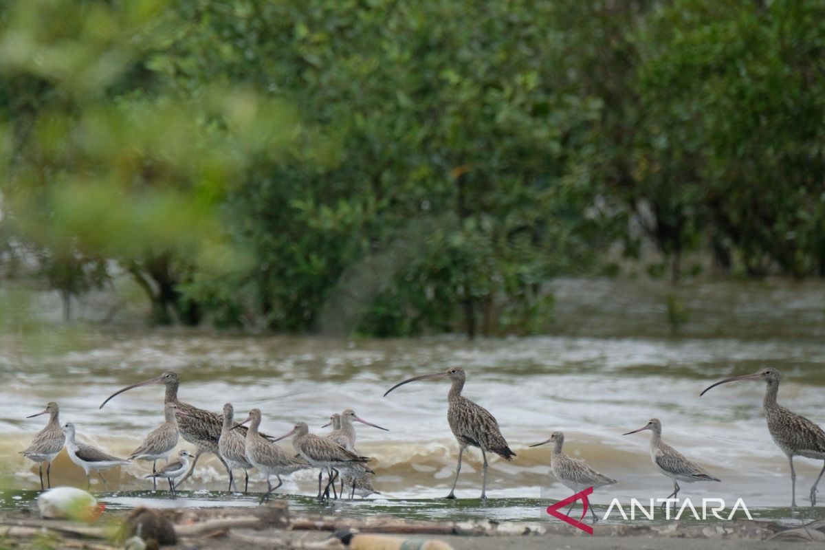 IPB: Pantai Timur Jambi jadi lokasi singgah burung air antarbenua