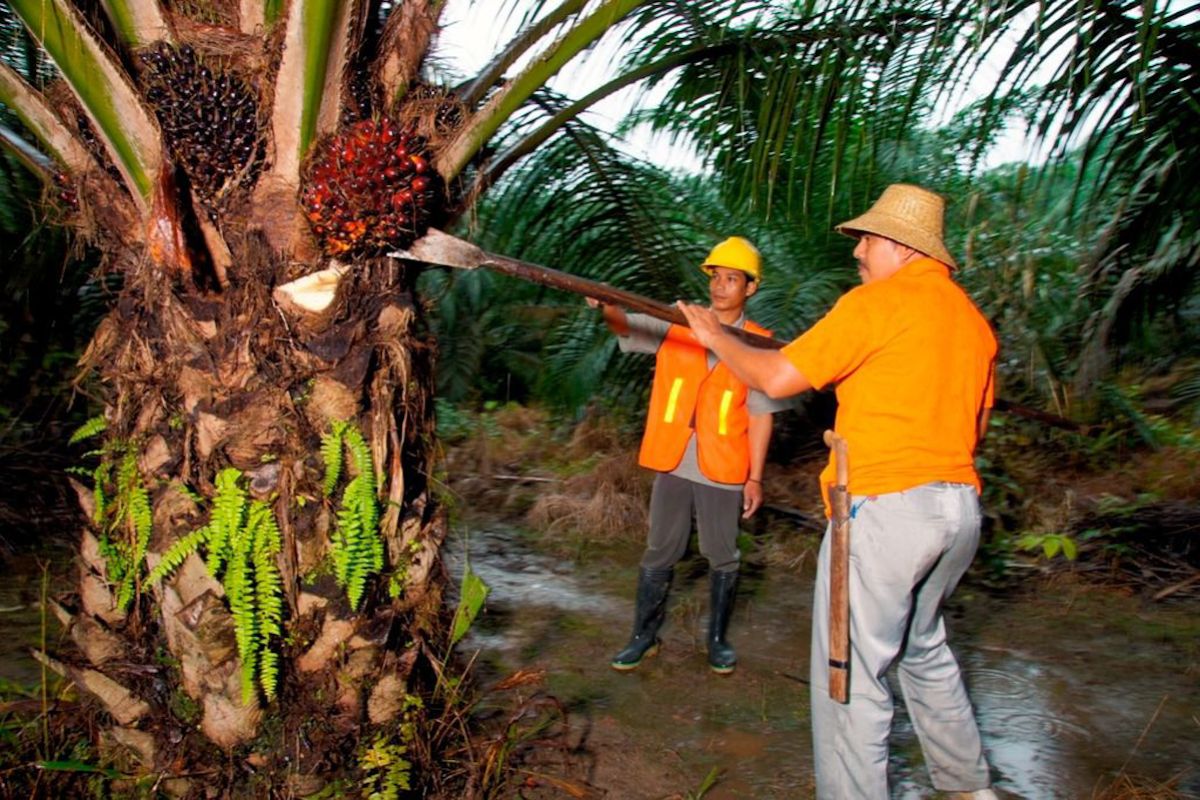 PTPN IV serap 1,34 juta ton TBS sawit perkebunan rakyat