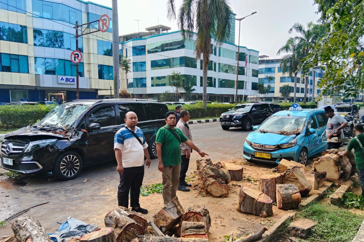 Pohon tumbang timpa mobil di Kelapa Gading, dua orang terluka ​