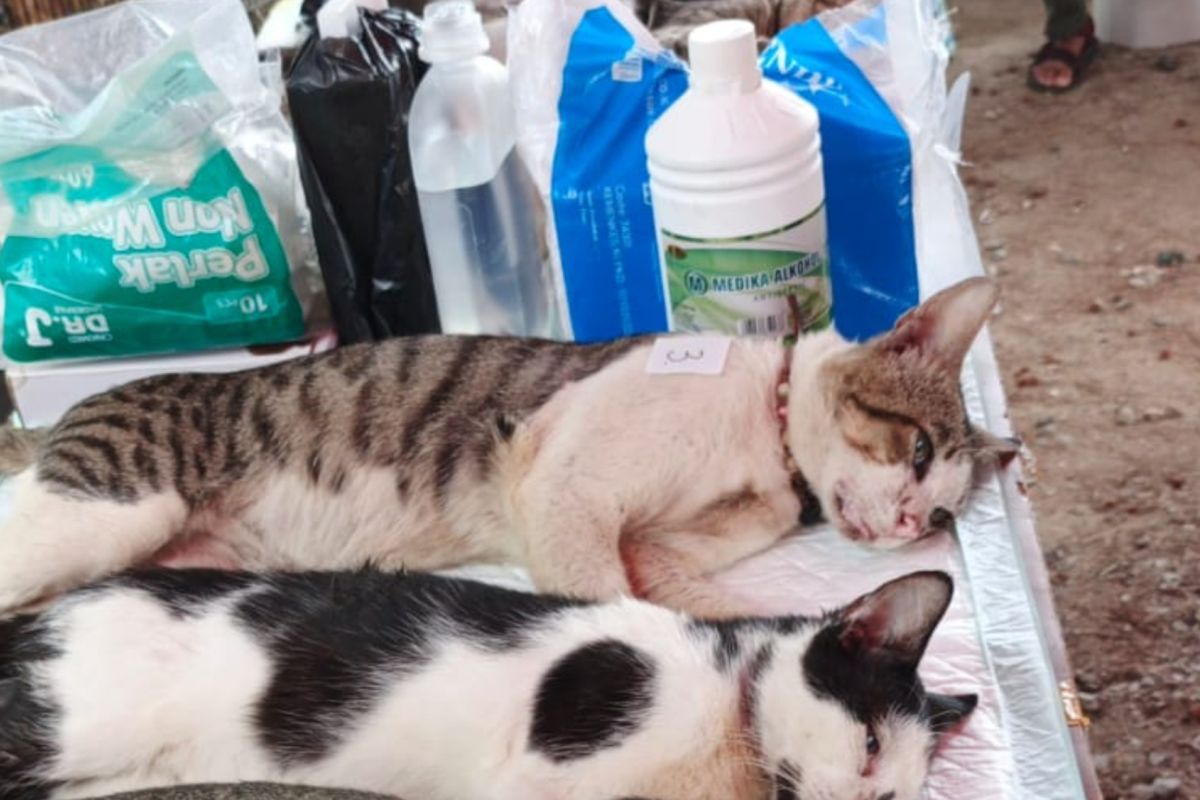 Cegah rabies, Sudin KPKP Kepulauan Seribu vaksinasi ratusan kucing