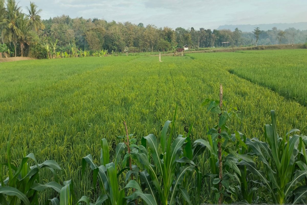 Pemkab Kulon Progo upayakan panen maksimal padi di tengah ancaman El Nino