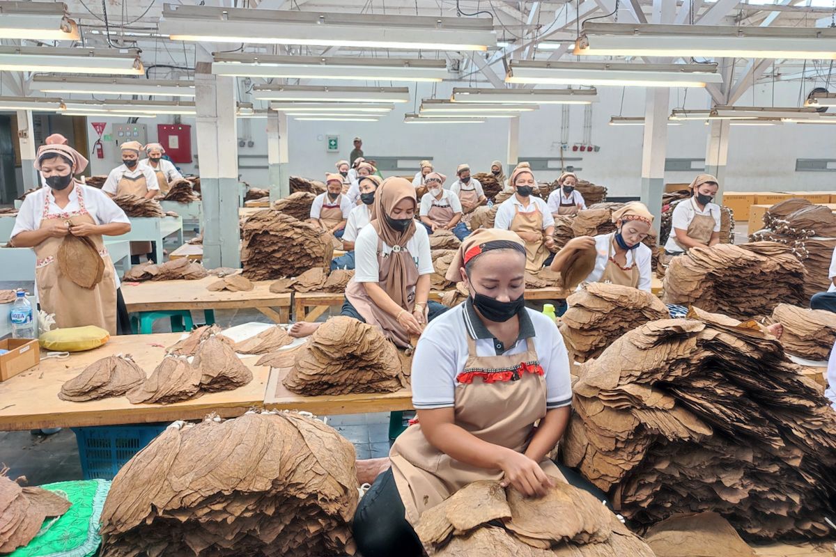 PTPN I perkuat produksi tembakau premium penuhi pasar cerutu dunia