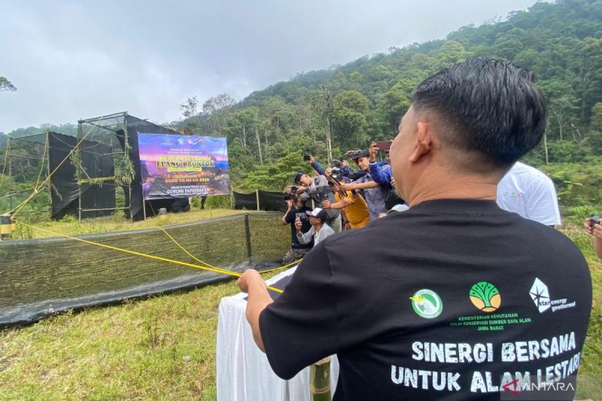 Dua elang brontok dilepasliarkan di kawasan Hutan Darajat