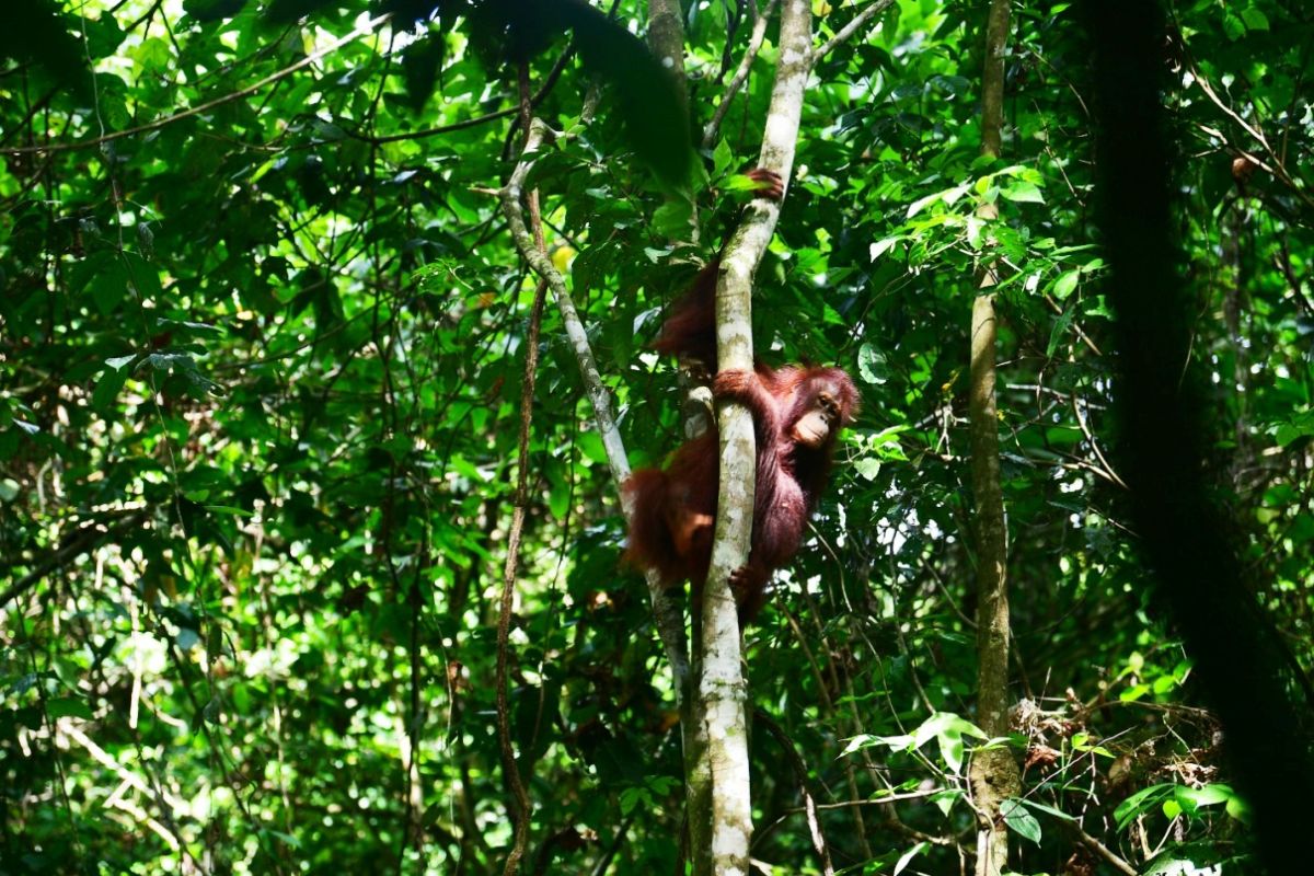 Ketika tiga orangutan kembali ke pelukan rimba Kalimantan