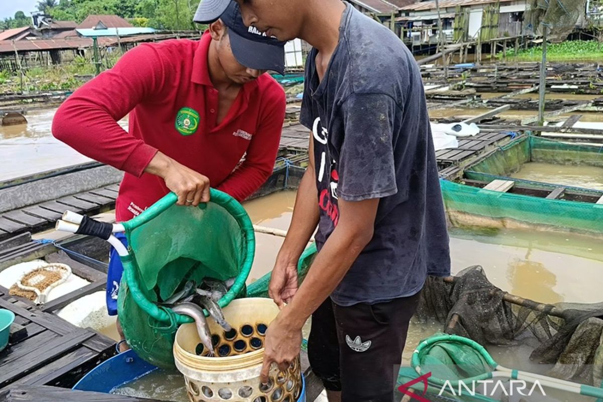 Metode keramba di Kaltim hasilkan produksi ikan melimpah
