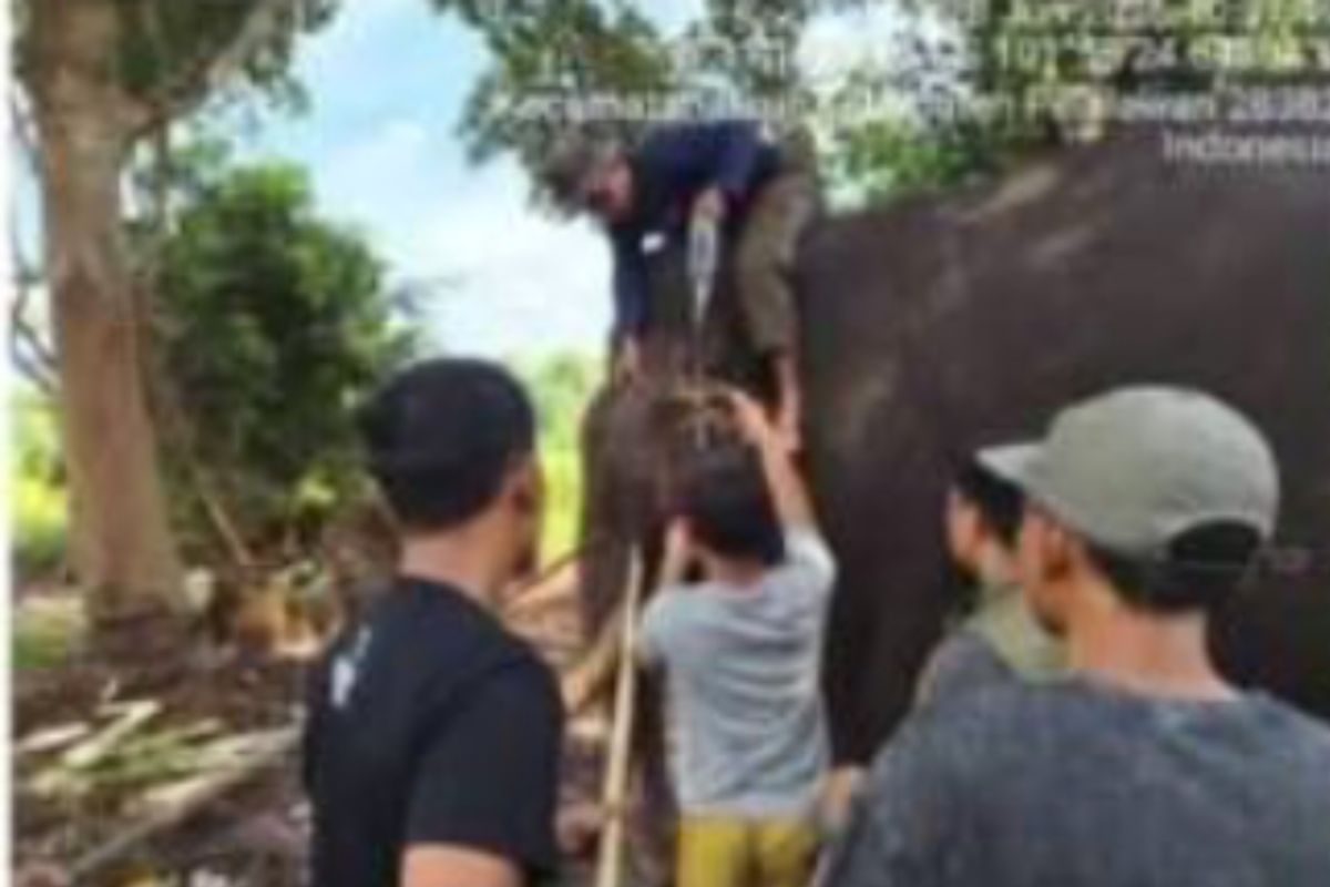 Komplikasi kesehatan, seekor Gajah Sumatera mati di TN Tesso Nilo Riau