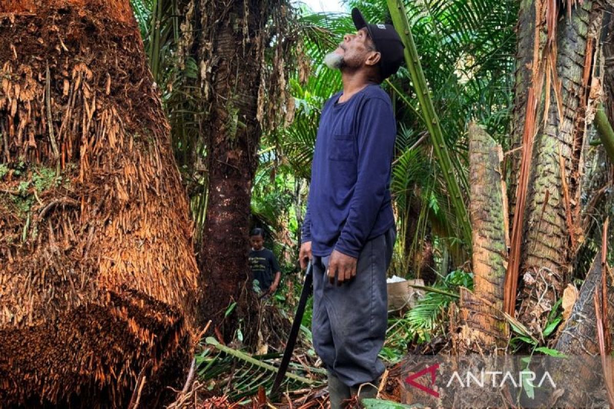Antropolog Uncen dorong pengembangan UMKM berbahan baku sagu