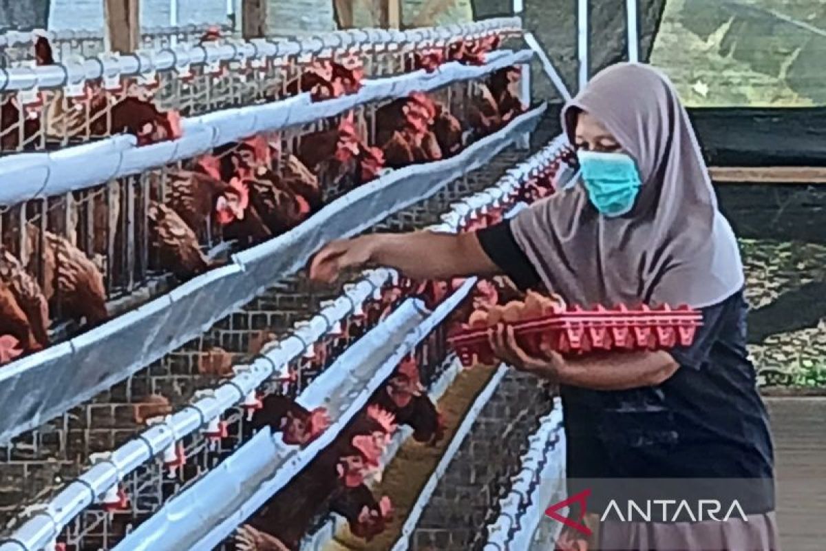 Pengamat: Penguatan serapan dan rantai pasok jaga harga ayam dan telur