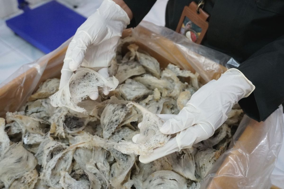 Karantina NTB terbitkan sertifikasi 773,8 kilogram sarang walet
