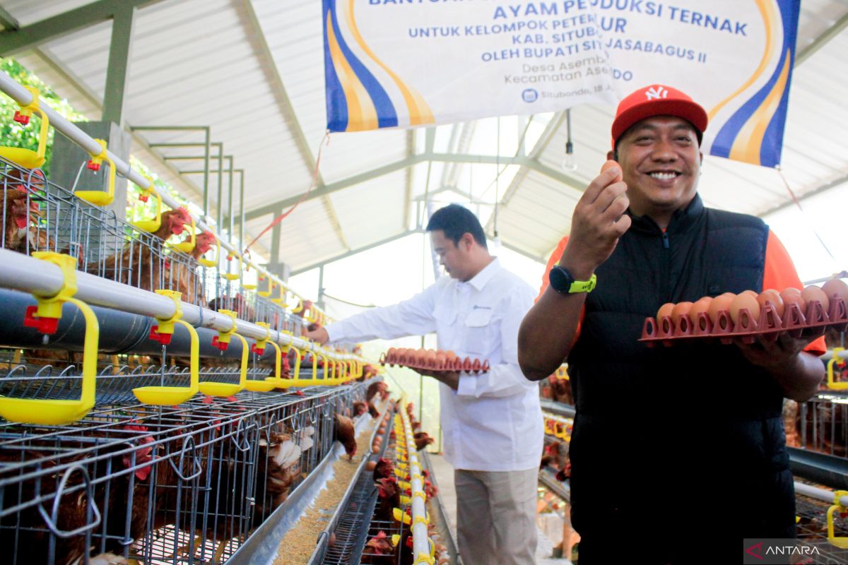 Pemkab Situbondo fasilitasi peternak ayam petelur pasok telur ke SPPG