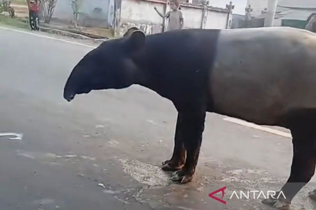 Kemenhut koordinasi dengan Polri terkait kematian tapir di Mesuji