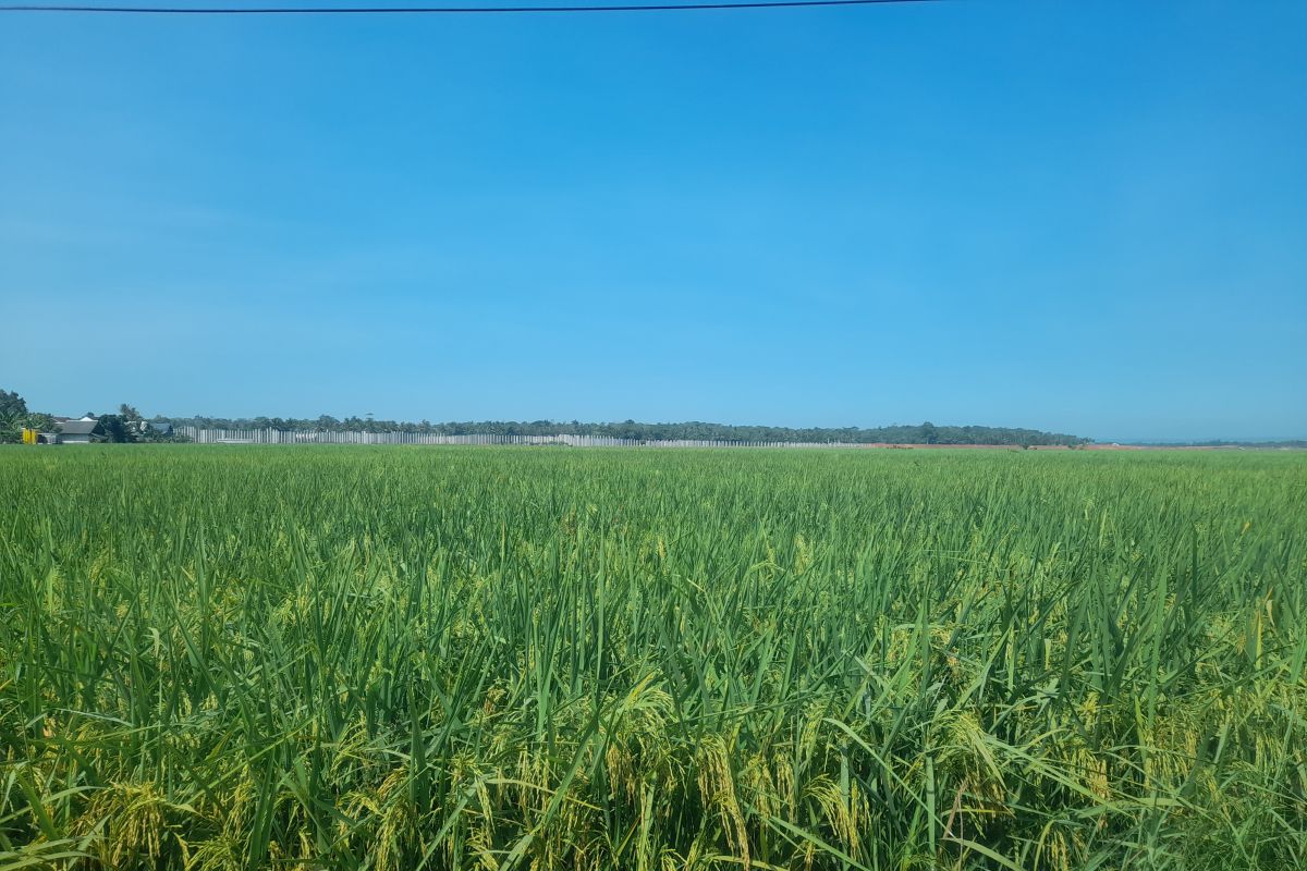 DKPP Serang optimalkan 600 pompa air cegah gagal panen