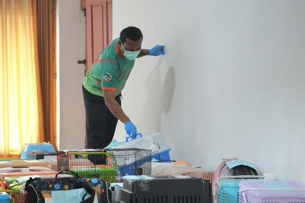 KPKP Jakut targetkan sterilisasi 1.700 kucing pada 2026