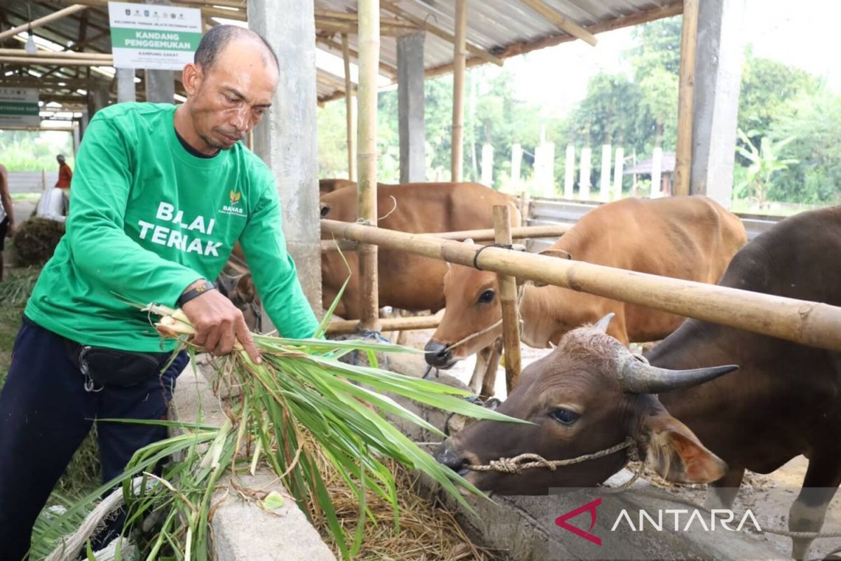 Lampaui target, program kurban Baznas sukses angkat ekonomi mustahik