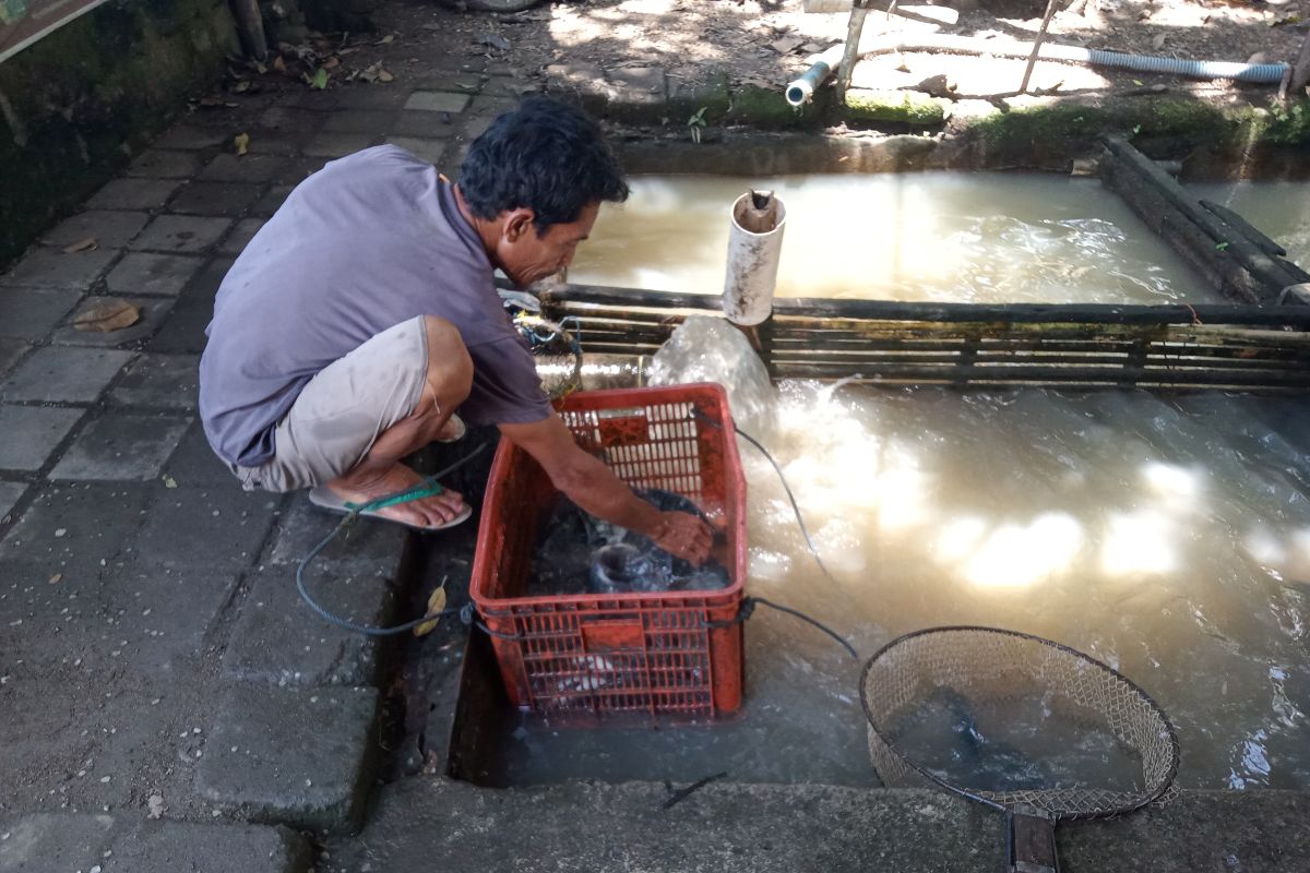 DKP Mataram menyiapkan bantuan 133 kelompok budidaya ikan air tawar