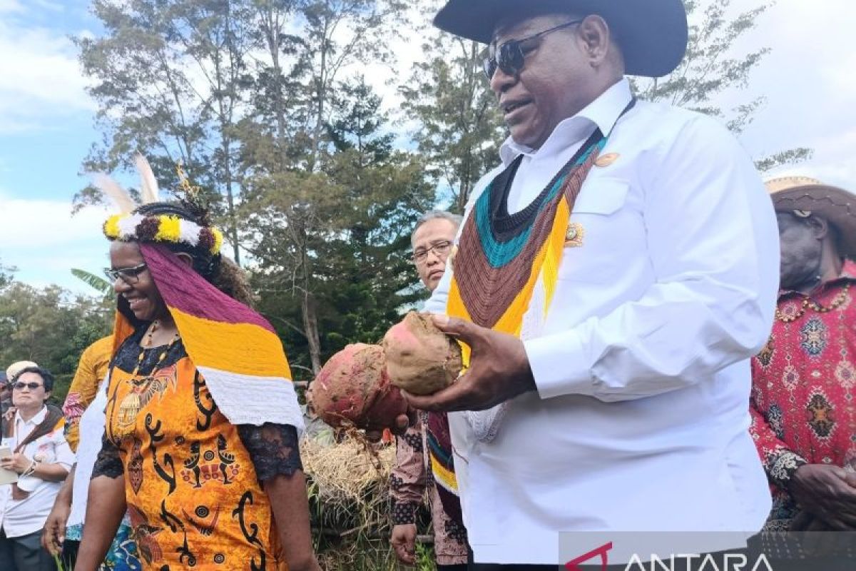 Pemkab Jayawijaya pacu budi daya komoditas lokal demi ketahanan pangan