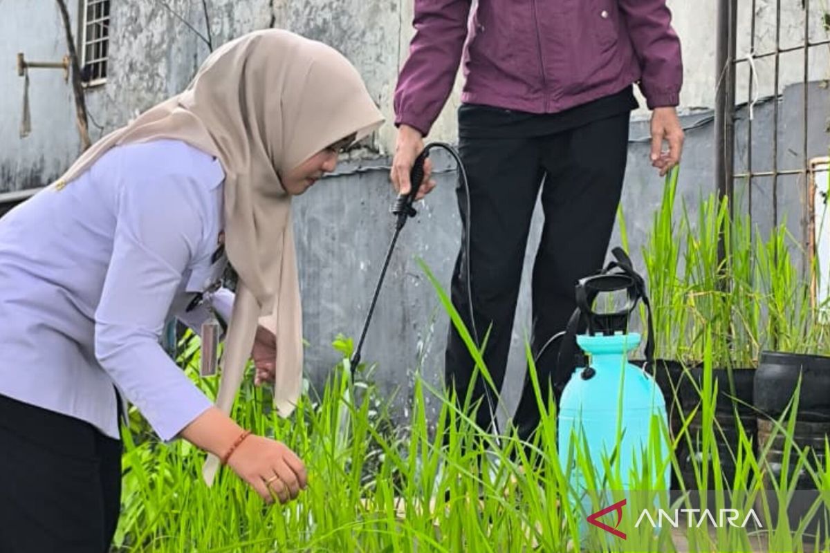 Kelurahan Pasar Minggu ciptakan inovasi budi daya padi dalam galon