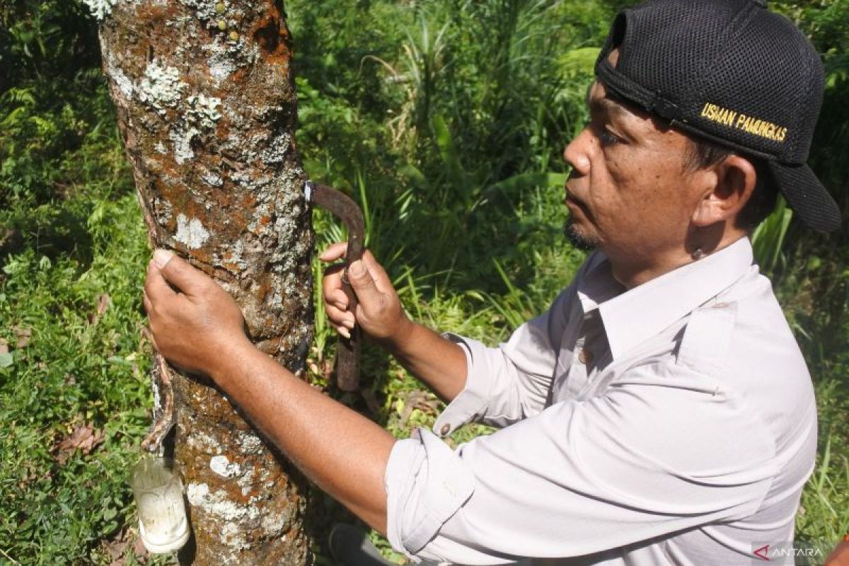 Produksi karet PDP Kahyangan Jember