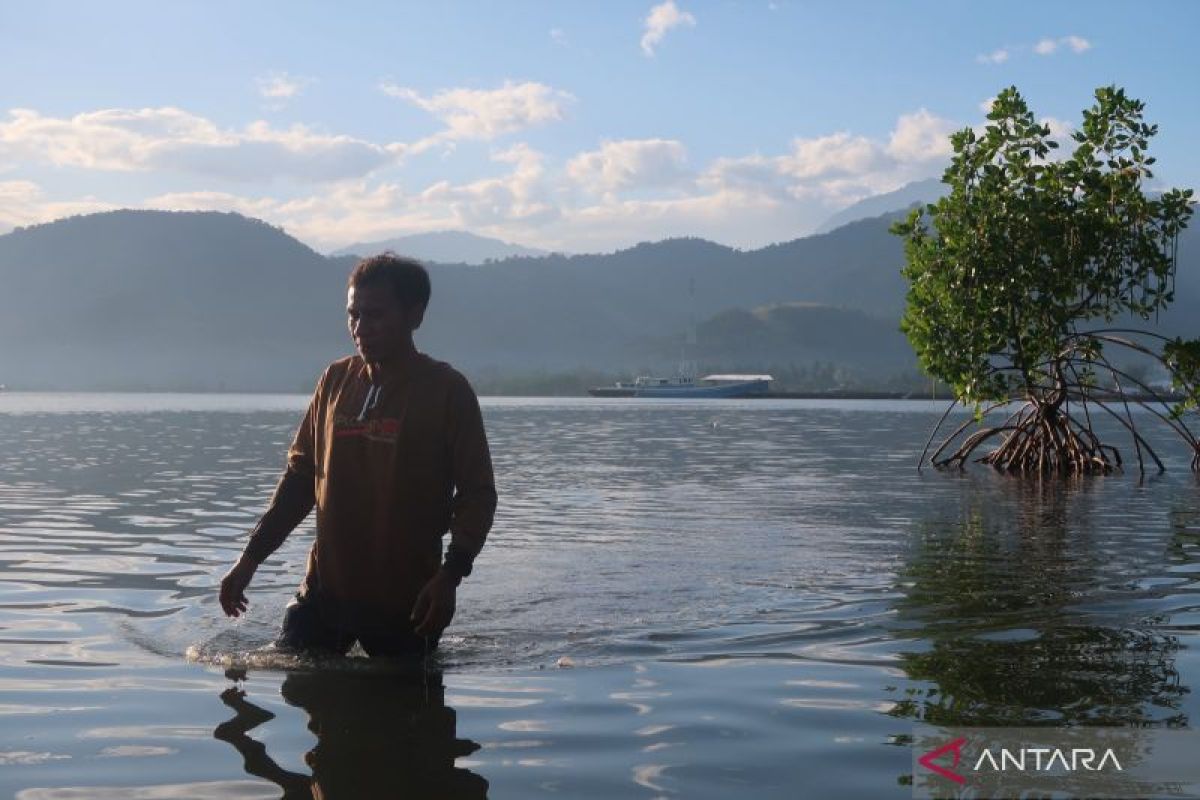 Menyemai harapan pada mangrove