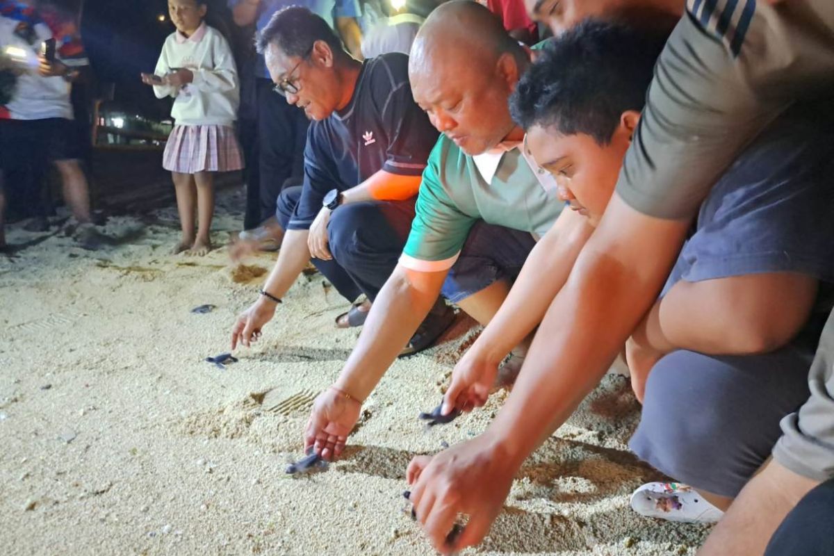 Wagub Kaltim: Penyu jadi daya tarik dongkrak wisatawan Pulau Derawan