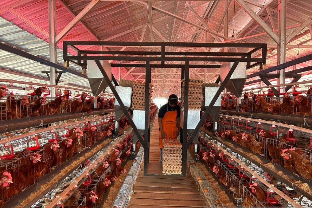 Lapas Ciangir budidaya ayam petelur produksi 860 kg telur per hari