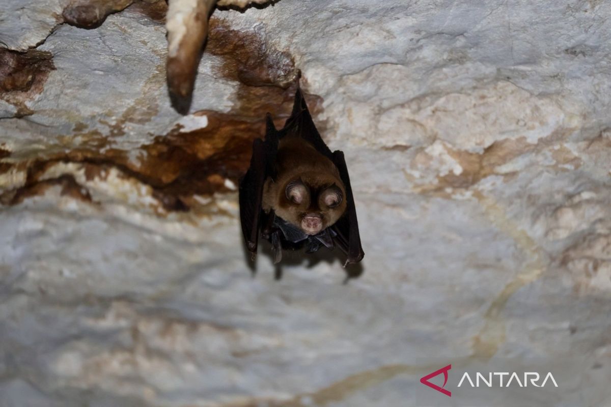 Fakta Mengejutkan di Perut Meratus: Gua Batu Hapu Jadi Habitat Kelelawar Langka, Ini Bukti dan Analisisnya!