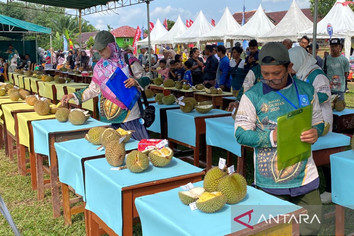 Pemprov Babel lestarikan plasma nuftah durian lokal melalui kontes