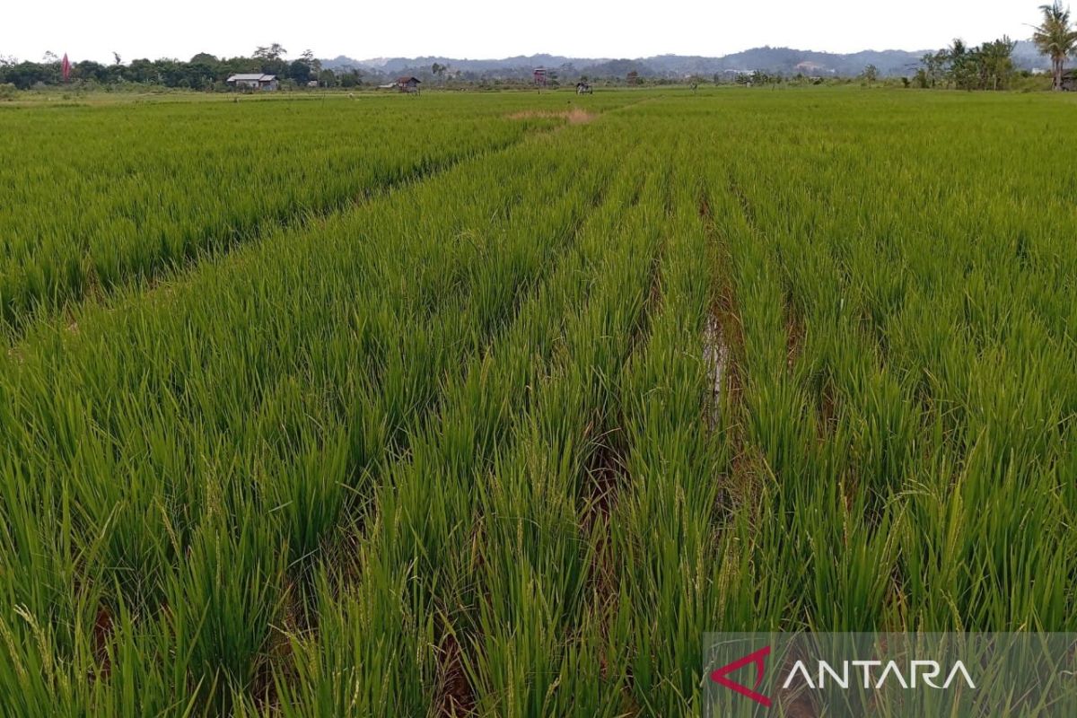 Kaltim Nargetake Swasembada Beras 100% ing Taun 2026: Pangarep-arep utawa Hipotesis?
