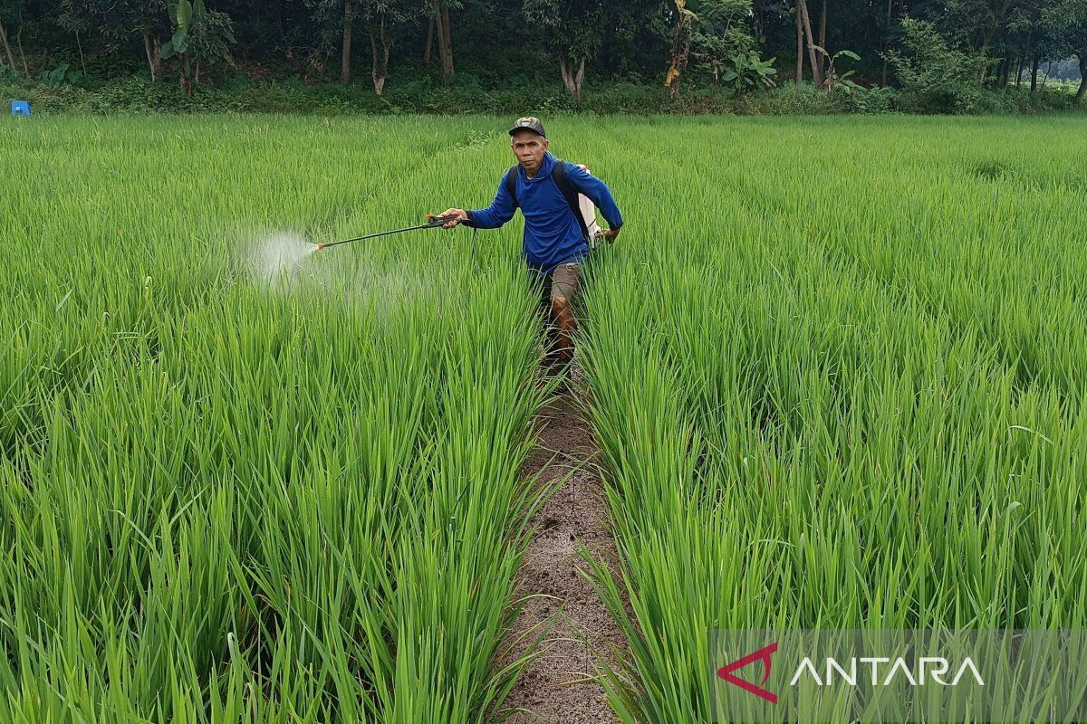 Penurunan Harga Pupuk Subsidi dan Jaminan Harga Gabah: Janji Manis atau Awal Perubahan Struktur Pertanian?