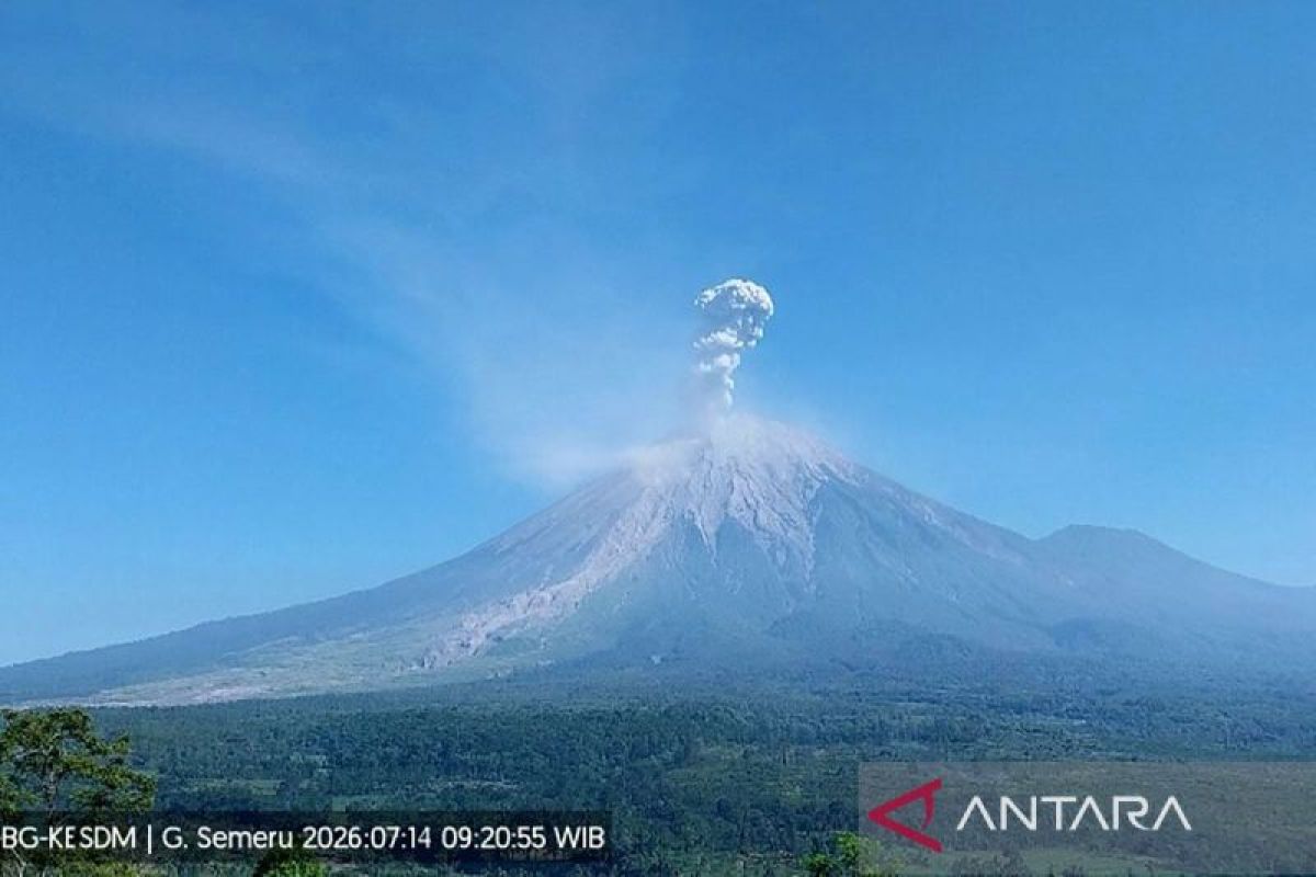 Tinggi letusan erupsi Gunung Semeru hingga 1,3 km di atas puncak