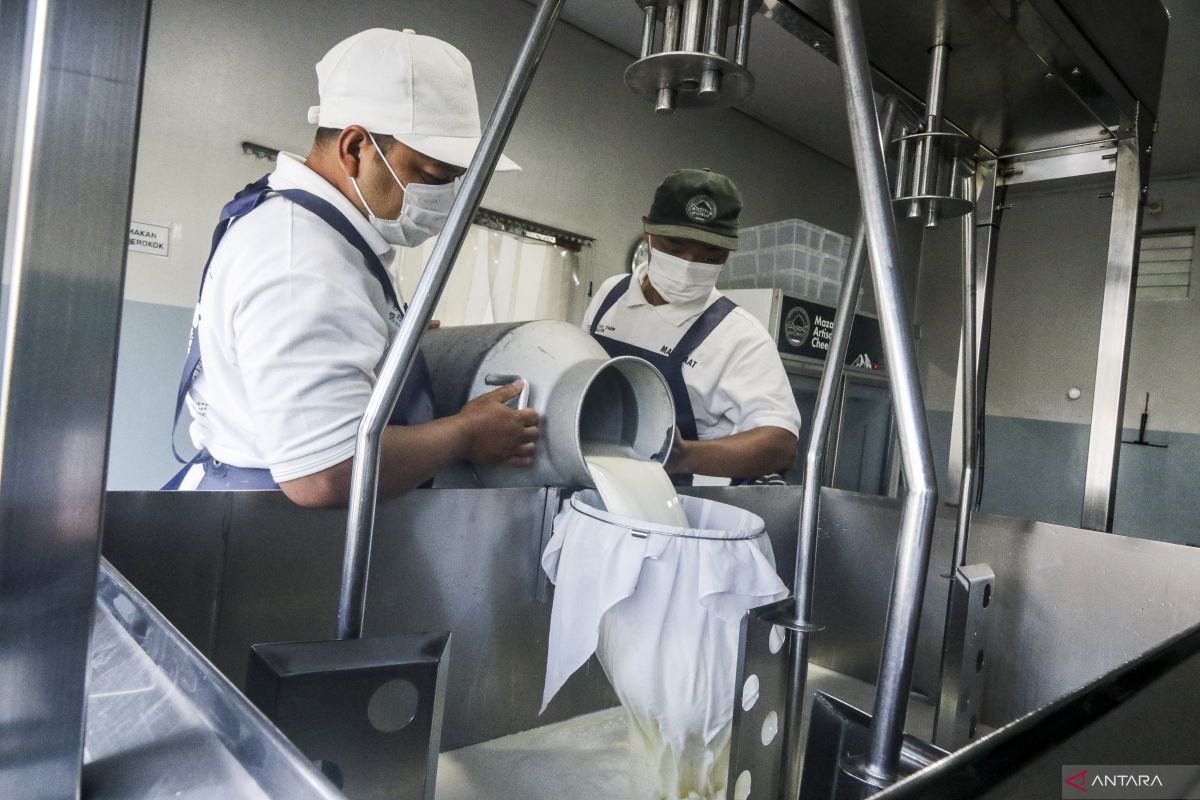 Produksi keju artisan di Sleman serap susu peternak lokal