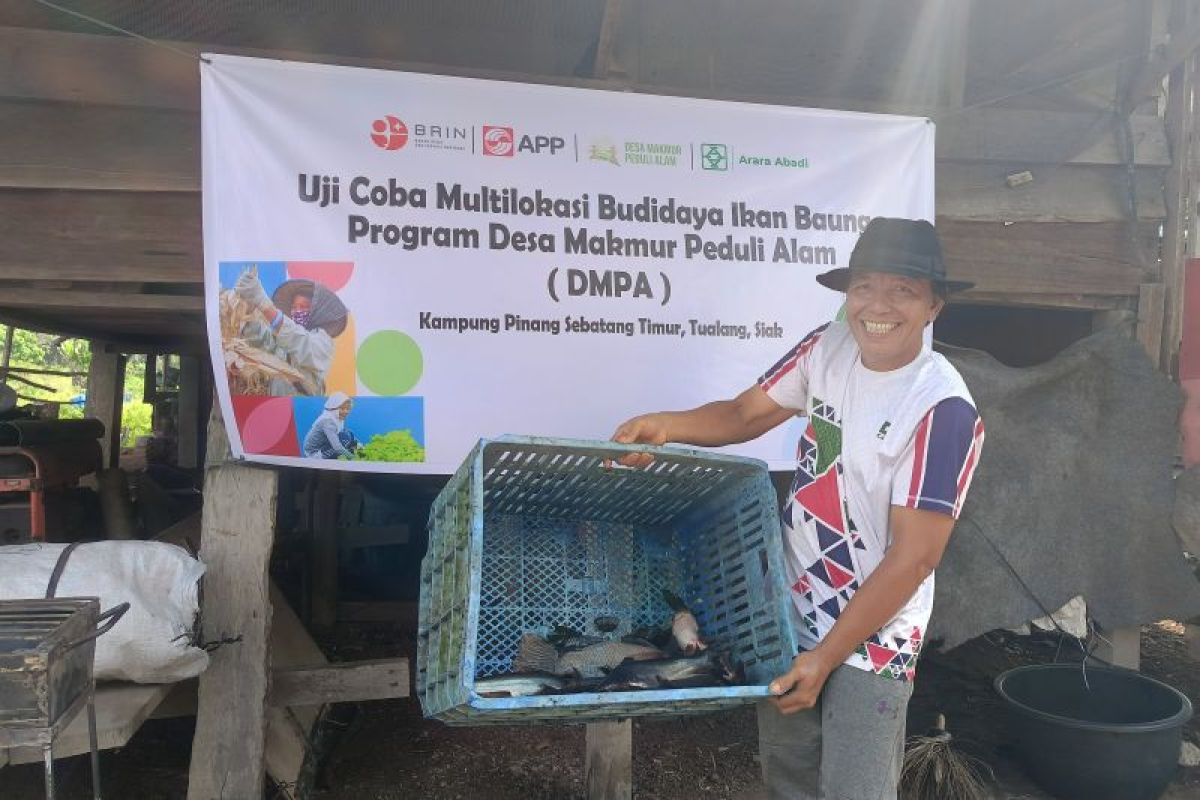 Mencegah karhutla dengan Budidaya Multilokasi Ikan Baung
