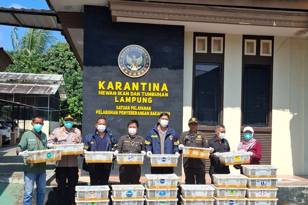 Karantina Lampung sebut Bakauheni rawan penyelundupan satwa