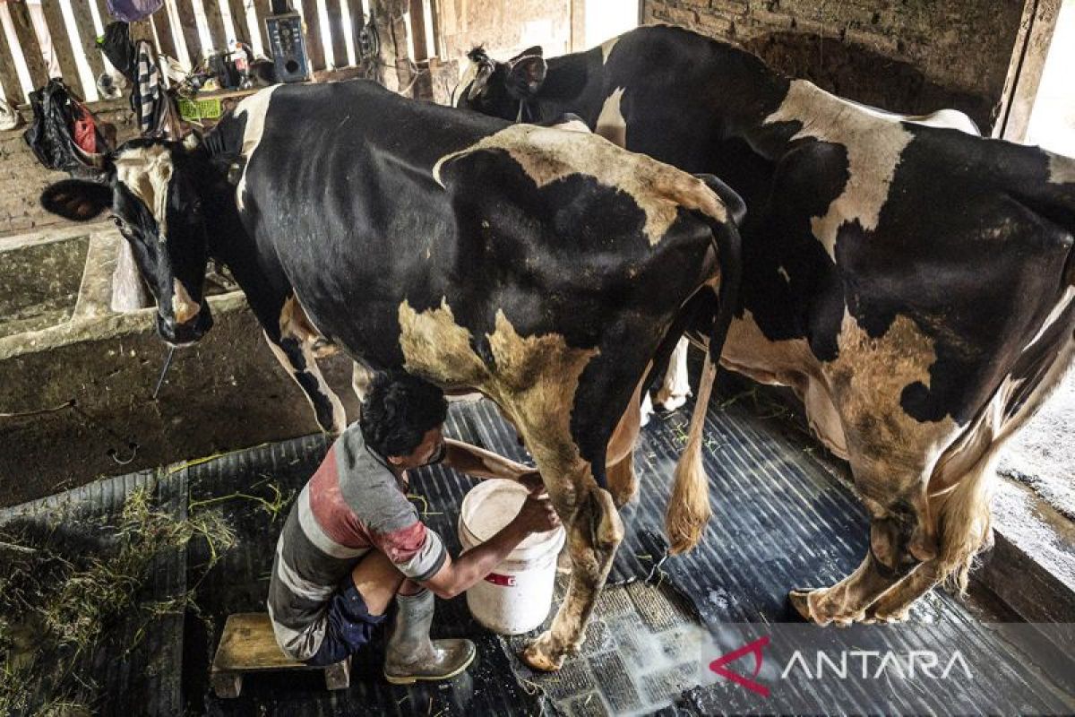 Penguatan sektor peternakan sapi perah
