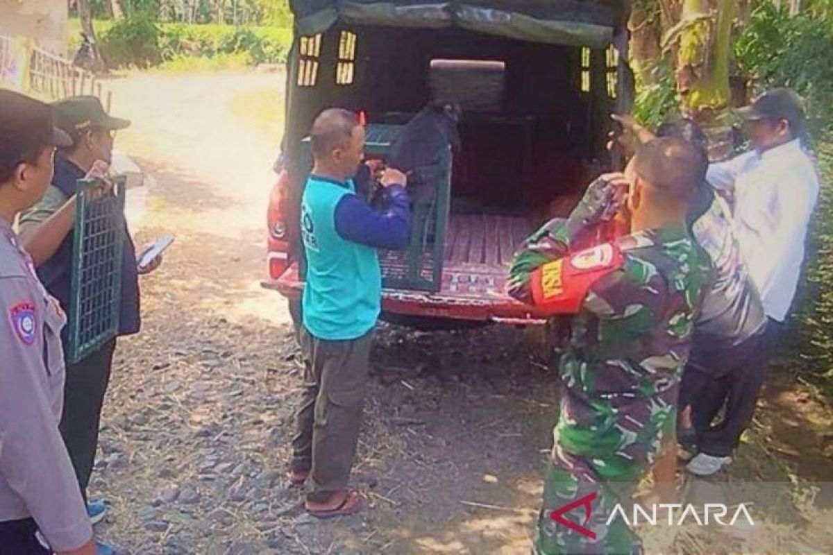 Kemenhut selamatkan Lutung Jawa yang dipelihara warga di Bondowoso