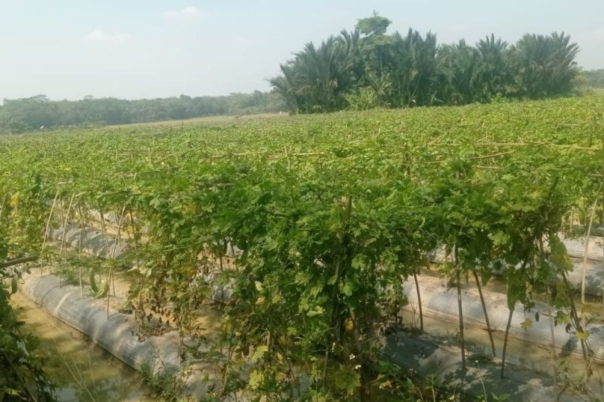 Petani Lebak Raup Rp14 Juta Per Pekan dari Sayuran Dataran Rendah, Strategi Bertahan di Musim Kemarau Panjang